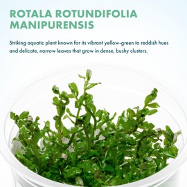 SubstrateSource Live Aquarium Plant - Rotala rotundifolia Manipurensis - Snail Free in-Vitro Easy Care Freshwater Aquatic Plants for Aquascaping, Med - High Light, Moderate Growth - Tissue Culture