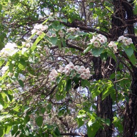 CHUXAY GARDEN 1 oz Seeds (Approx 95162 Seeds) Paulownia Fortunei,Dragontree,Dragon Tree, Fortune's Empress Tree Deciduous Tree Privacy Screen Showy Accent Flowers