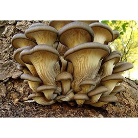 CEMEHA SEEDS - Oyster Mushrooms Non GMO for Planting Mycelium Spawn Spores