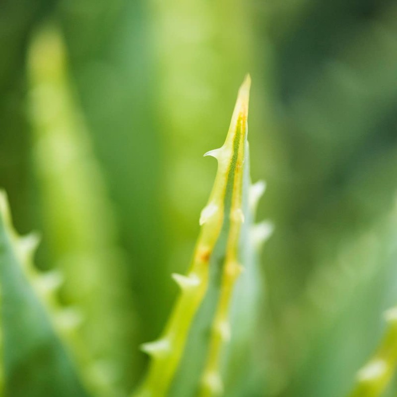 Biomaná Gel Hidratante con Aloe Vera para después del bronceado