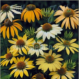 Outsidepride 25 Seeds Perennial Echinacea Coneflower Mellow Yellows Garden Flower Seeds for Planting