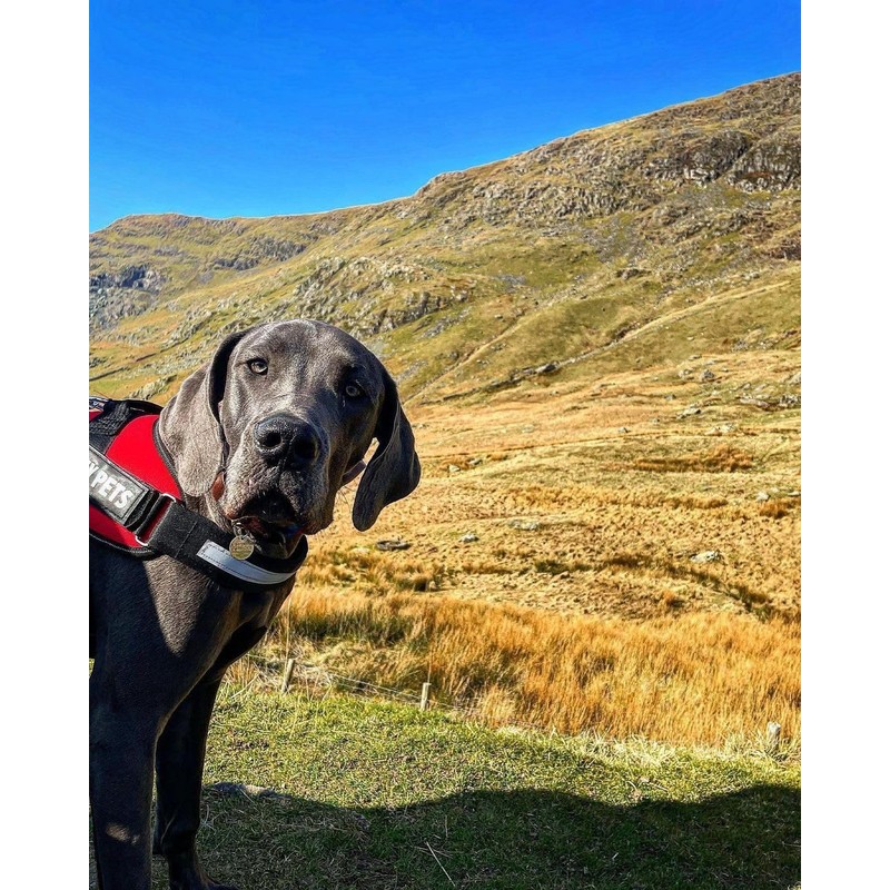 Bunty Yukon Dog Harness, Medium - Adjustable Fit, Escape Proof,