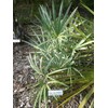 Wekiva Foliage Silver Saw Palmetto - Live Starter Plant in