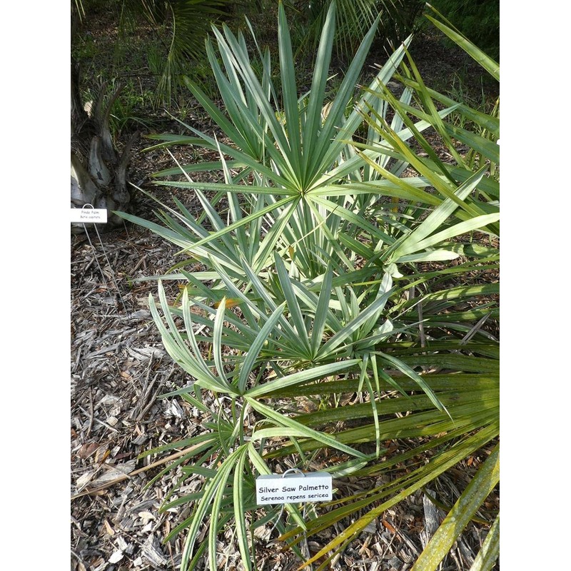 Wekiva Foliage Silver Saw Palmetto - Live Starter Plant in