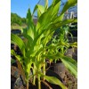 Pee Dee Organics Crop Geeks (Pot Ash) Bloom Setter Bloom