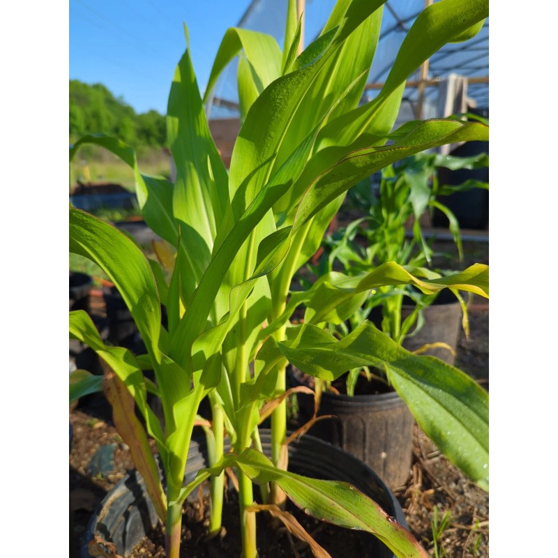 Pee Dee Organics Crop Geeks (Pot Ash) Bloom Setter Bloom