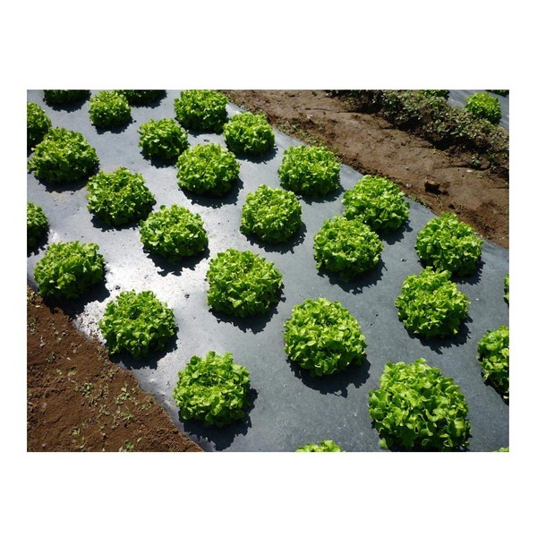 Grower's Solution Black Plastic Mulch 4ft. X 100ft. 1.0 Mil