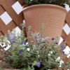 Gardens Eco Pot Series