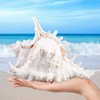 Natural Shells, 18-20 cm Large Natural Shell Shells, Large Shells