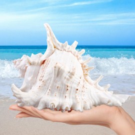 Natural Shells, 18-20 cm Large Natural Shell Shells, Large Shells for Crafts, Giant Ocean Shell for DIY Craft Decoration, Beach Theme Parties, Wedding Decoration