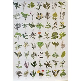 Garden HERBS Poster - 56 HERB images …