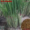 Treevale Lemongrass Seeds | Lemon Grass Seeds - West Indian - 100 Seeds W/Tracking