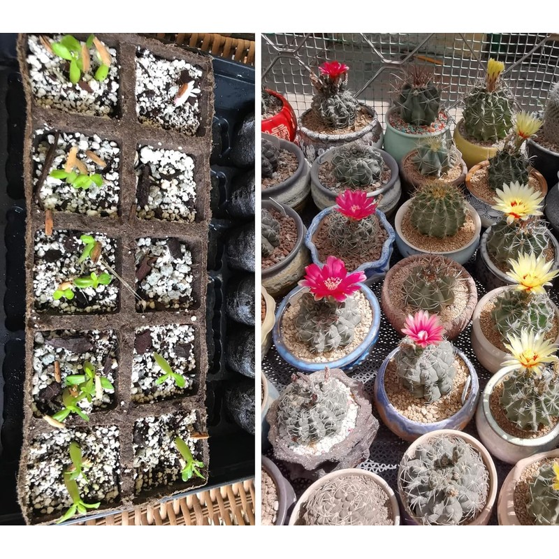 50 QT Professional Grade Horticultural Organic Vermiculite and Perlite (Perlite,