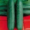 Dasher II Hybrid Cucumber Seeds, 25 Seeds Per Packet, Non