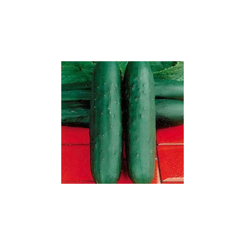 Dasher II Hybrid Cucumber Seeds, 25 Seeds Per Packet, Non