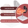 Simedutech Pancreas Spleen Anatomy Model, Normal