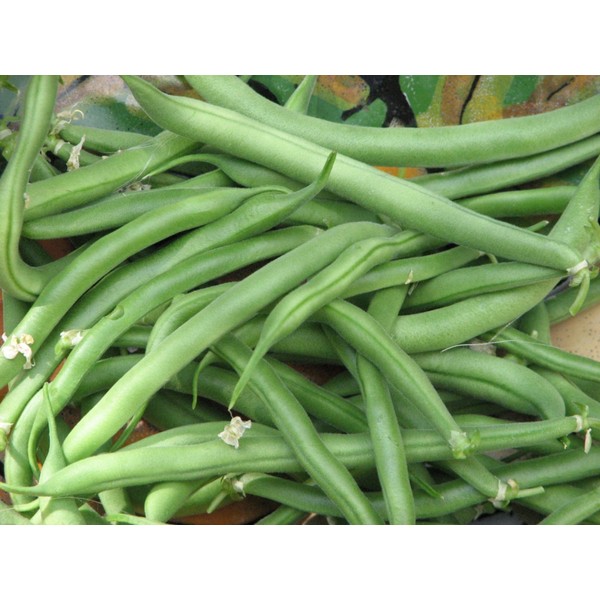 Blue Lake Bush Bean Seeds- 20+ Seeds by Ohio Heirloom