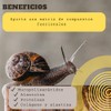 30ML Extracto de Baba de Caracol (Snail Secretion Filtrate) Activo