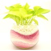 House Plants Lime Arum Sand Pink