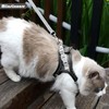 Cat Harness and Leash Set, Adjustable Kitten Puppy Harness with