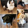 2 Pairs of Dog Socks for Indoor Use, Double-Sided Handles,