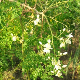 TomorrowSeeds - Moringa (Drumstrick Tree) Seeds - 30+ Count - For 2025 Planting Moringa Oleifera Drumstick Horseradish Edible Pods Flowers Malunggay Indian Perennial Tree Grow Your Own Home Farm Patio
