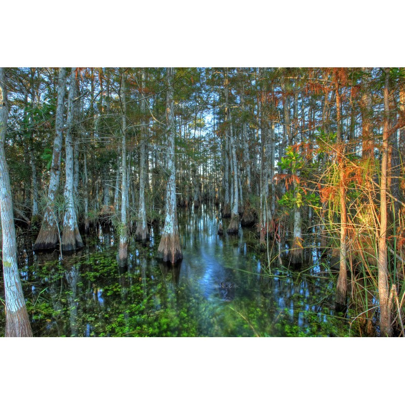 The Jonsteen Company Pond Cypress | Medium Tree Seedling |