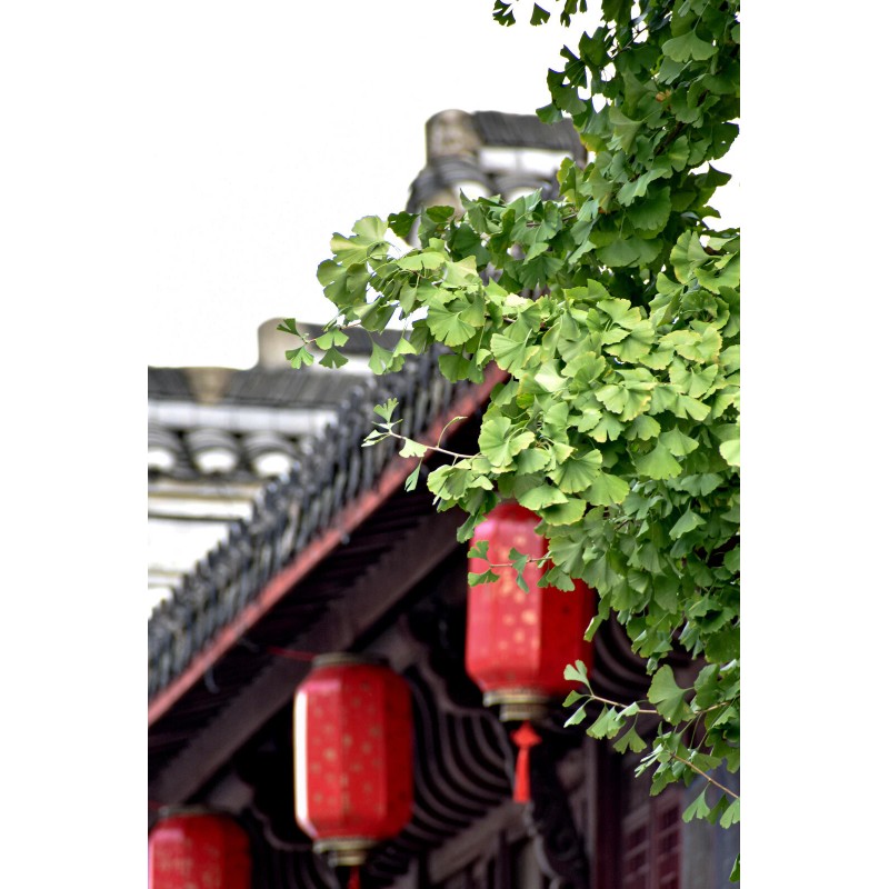 The Jonsteen Company Jurassic Ginkgo Tree | Seed Grow Kit