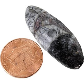 xUmp.com - Orthoceras 1 Inch Real Fossil - Cephalopod - Science/Fossils - Adult - Students and Educators (Science) - All Ages - Unisex - Observation Skills, Creative Skills