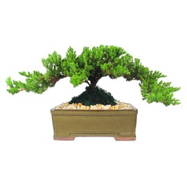 Eve's Garden Japanese Juniper Bonsai Tree, 8 Years Old Japanese Juniper, Planted in 8 Inch Ceramic Container, Outdoor Bonsai. !!! Cannot Ship to CA California & HI Hawaii !!!