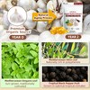 Pyrrolift Aged Garlic Extract - 1530mg with Vitamin D, Zinc,