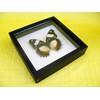 asiahouse24 A Real Exotic Prepared Butterfly Papilion Mormon in Black