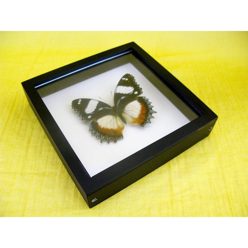 asiahouse24 A Real Exotic Prepared Butterfly Papilion Mormon in Black