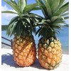 JA Okinawa Pine Apple Konnyaku Jelly, 24 Pieces (24 Bags