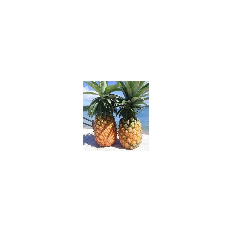 JA Okinawa Pine Apple Konnyaku Jelly, 24 Pieces (24 Bags
