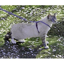 PetSafe Come with Me - Arnés de Gatito y Correa elástica, arnés para Gatos, MoradoMorado Brillante., Mediano                                          
