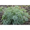 Organic Wormwood Plant, (Artemisia Absinthium) 2.5-inch Pot