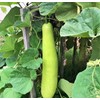 TomorrowSeeds - Big Green Sausage Bottle Gourd Seeds - 30+