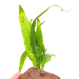 Mainam Java Fern on Driftwood Microsorum Pteropus Freshwater Live Aquarium Plant Decorations 3 Days Guarantee