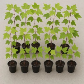 Unbranded (20) Florida Red Maple Trees 8" To 15"  Live Plant Seedlings ACER RUBRUM