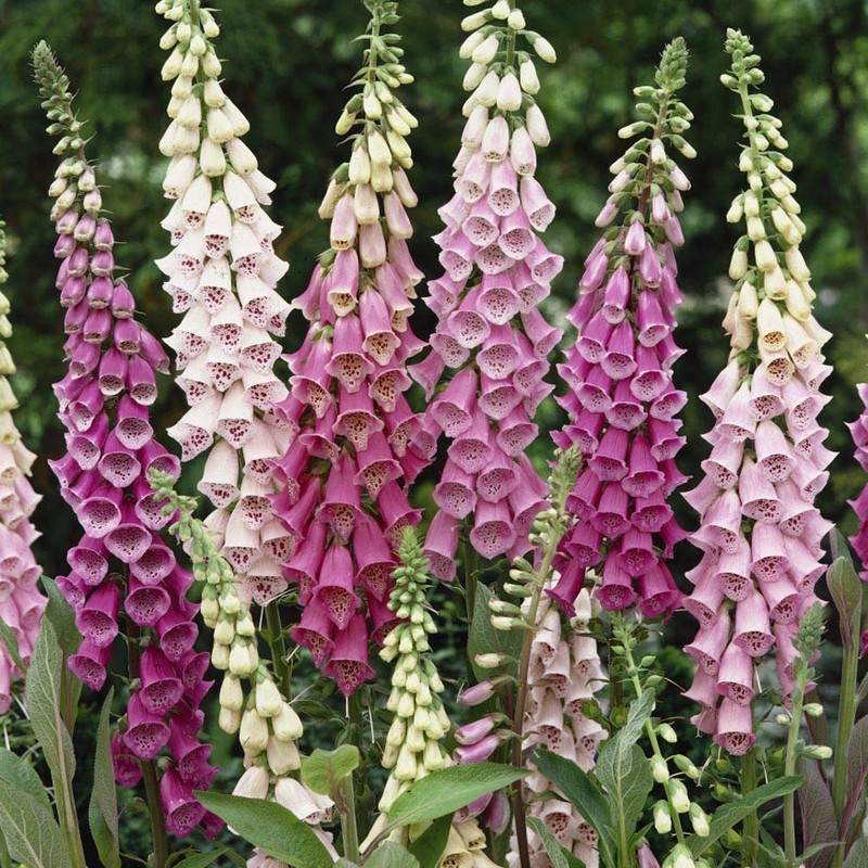 Outsidepride 5000 Seeds Biennial Digitalis Foxglove Gloxiniaeflora Flower Seed Mix