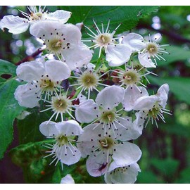Crataegus succulenta (Fleshy Hawthorn) Tree Seed, White Petals Flowers with Yellow or Pale Pink Stamens, Berry-Like Fruits, You Choose The Quantity (1 Pack)