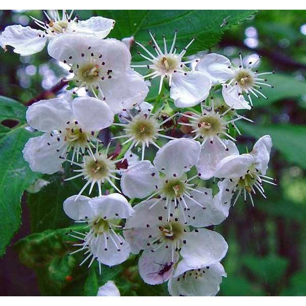 Crataegus succulenta (Fleshy Hawthorn) Tree Seed, White Petals Flowers with