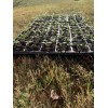 American Seed Hatch Sandia Chili Pepper Seeds, NuMex, Hot Green