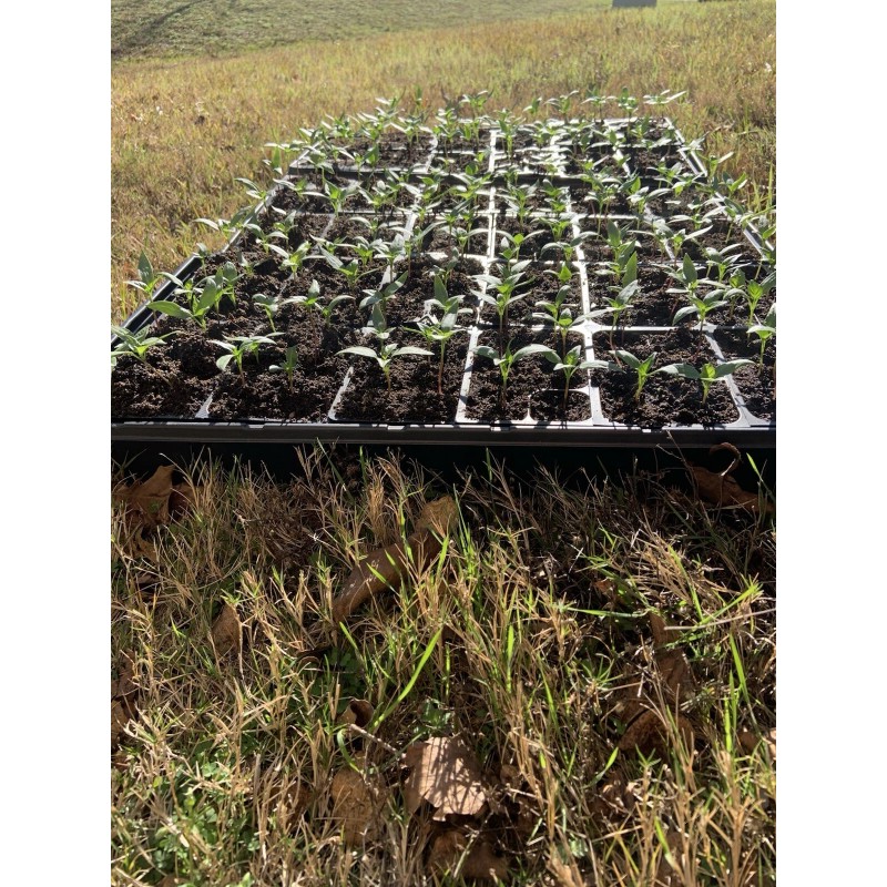 American Seed Hatch Sandia Chili Pepper Seeds, NuMex, Hot Green