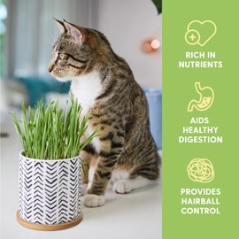 The Cat Ladies Cat Grass for Indoor Cats - Pet Grass Seeds Kit with Boho Planter and Bamboo Tray - Organic Nip, Catnip, Catgrass Plants for Planting and Growing