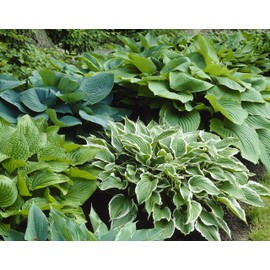 Bloomsz Hosta Mixture (3 Pack)