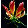 Buy Rare Seeds Gloriosa superba | Flame Lily | 20_Seeds