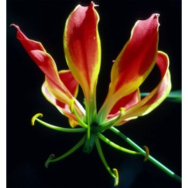 Buy Rare Seeds Gloriosa superba | Flame Lily | 20_Seeds
