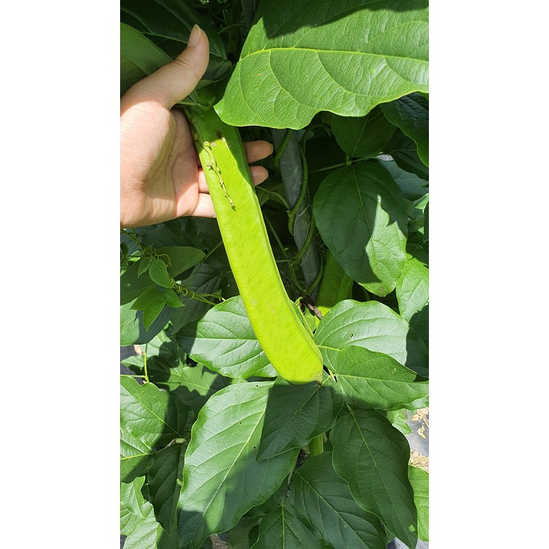 Organic Sword Bean Tea, 刀豆, 유기농 작두콩차 1g * 50
